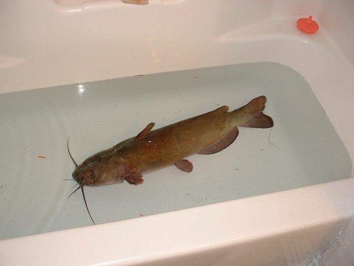 Attachment browser Pet Catfish.jpg by toesup RC Groups